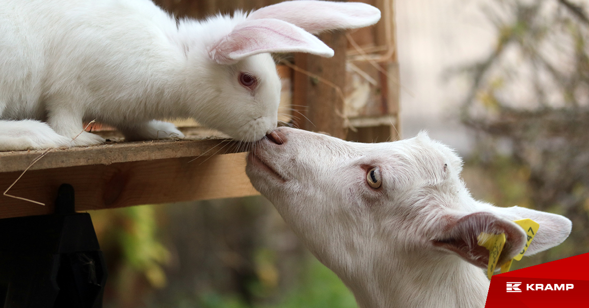 Today is Farm Animals Day🐄! We encourage you from the heart to visit a farm and spend time with the animals there. It is important to have a good connection with nature and a better understanding of the ecosystem to be more conscious consumers and contribute to sustainability.