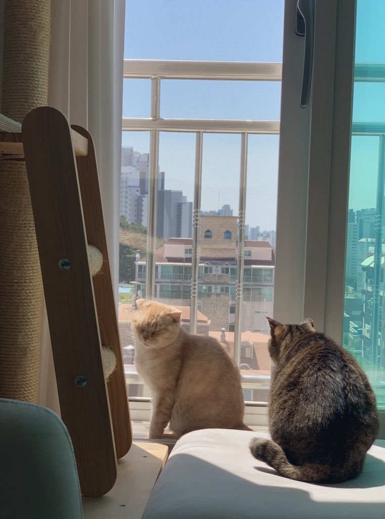 토비가 자꾸 생각나서 새로운 취미로 양모펠트도 해 봤어요😄 다한증이라 자주는 못 할거 같아요ㅠㅠ 오늘도 내일도 토비가 보고싶어요 ㅎㅎ