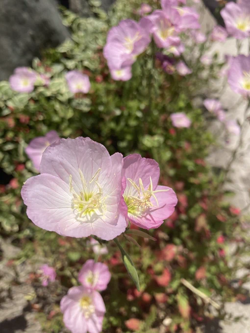 #TLを花でいっぱいにしようお花好き 