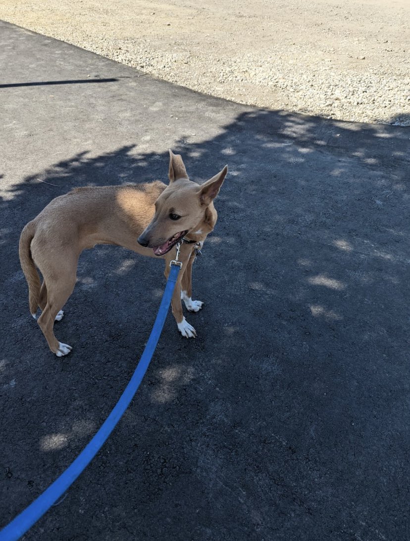 TheDukeCharles's tweet photo. @cmcalgary my friend is out of town and his rover sitter lost their dog. It’s name is Turbo and they lost it around east village. Anything you can do to share would be amazing. https://t.co/dGYqHVzeVG