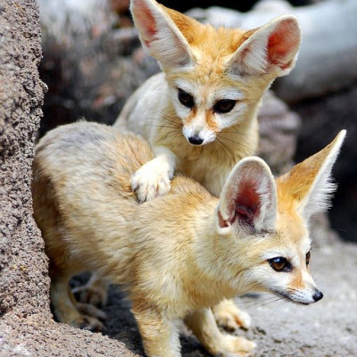 FennecEveryHr's tweet photo. https://t.co/GVYuRTRYX2
