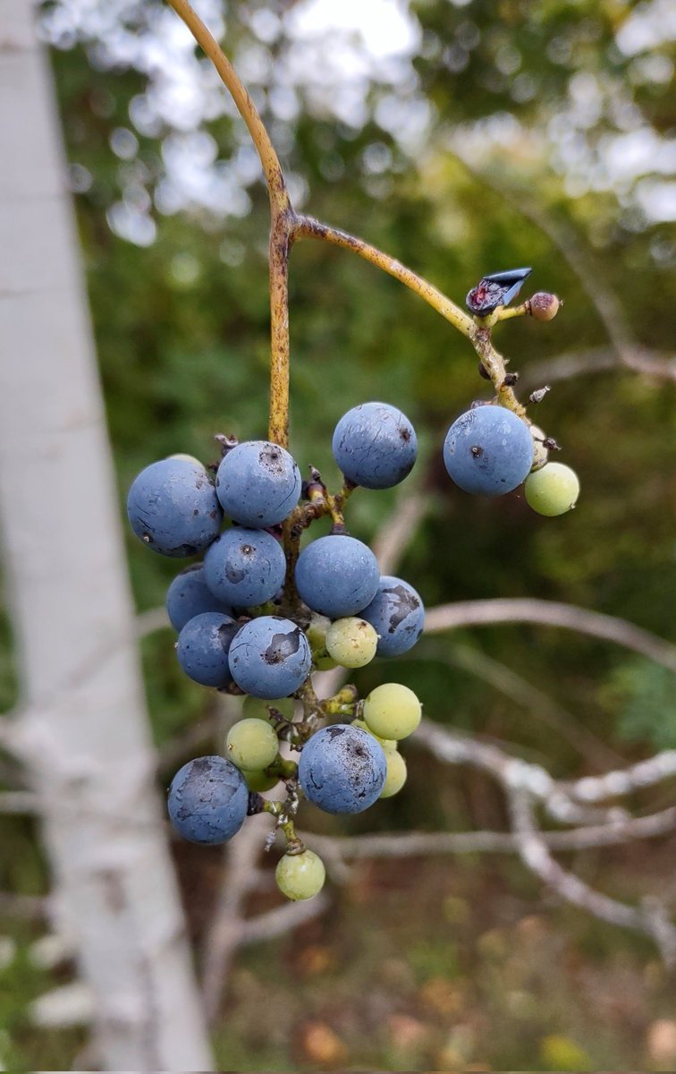 huber_ii's tweet photo. The Grapes of Wrath
#Bittersweet #Wild #Grapes
#Dry #Uncultivated & #Sour
#Idea #2023calendar #GreenThumb
#Birds #AutumnHarvest #NatureBeauty
#Greenhouse #Soil #EnjoyTheMoments
#Rain and #Sunshine https://t.co/AtdkUn1PGx
