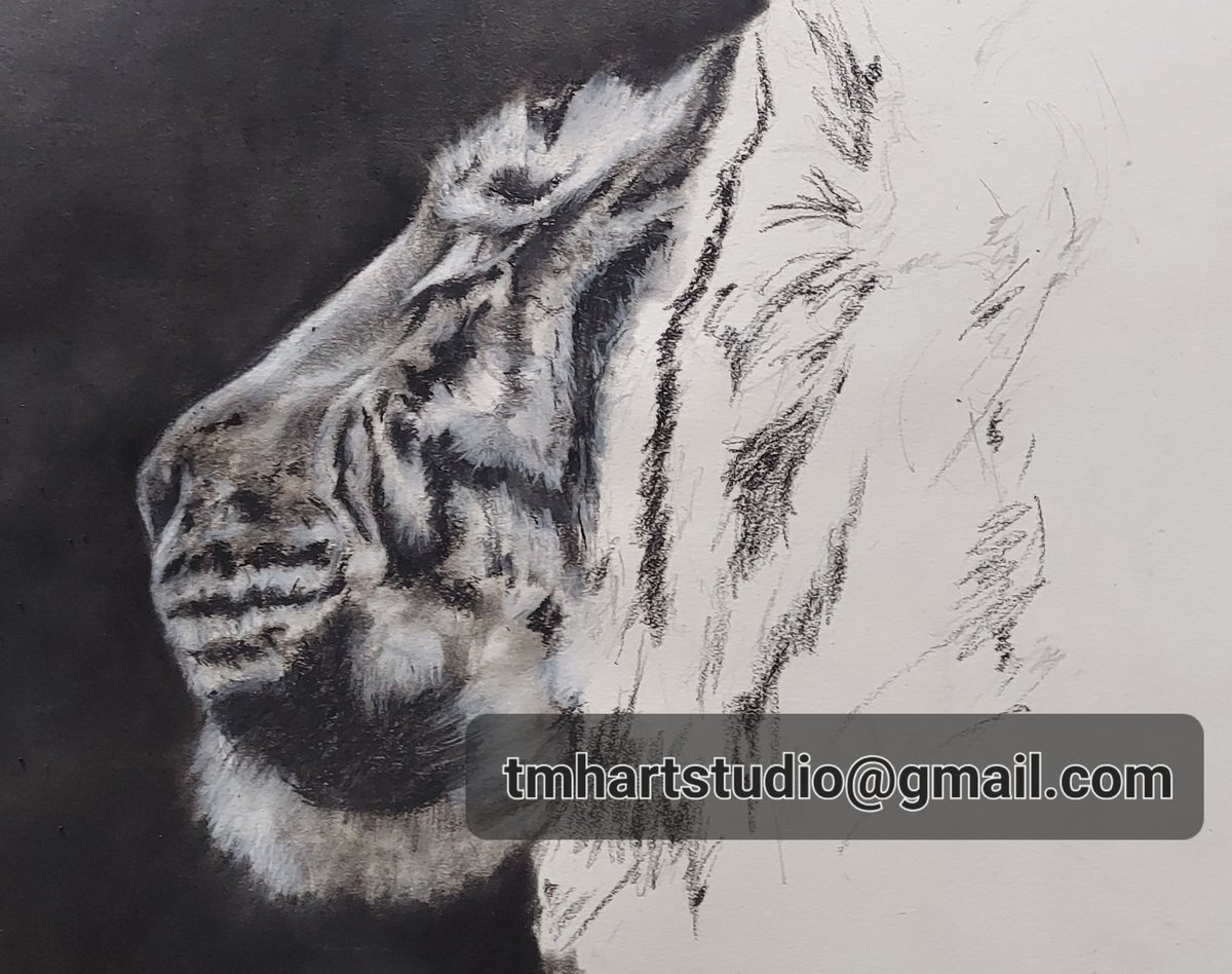 tmhartstudio's tweet photo. WIP charcoal Tiger on drawing Strathmore 400 series paper. Hour in many more to go!
#Tigers #charcoal #ArtistOnTwitter #bigcat #wildlife #Endangered https://t.co/jSOr0fkjKu