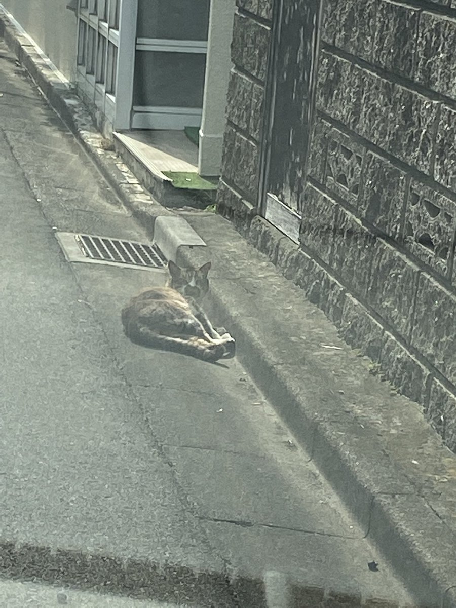 dekagoncomeback's tweet photo. デカごんに似てだけどなんか違う
#迷い猫 ＃探してます https://t.co/J4t9Pt8Lf2