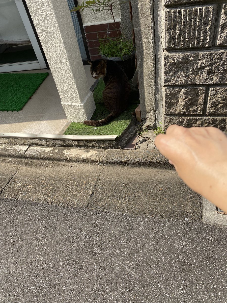 dekagoncomeback's tweet photo. デカごんに似てだけどなんか違う
#迷い猫 ＃探してます https://t.co/J4t9Pt8Lf2