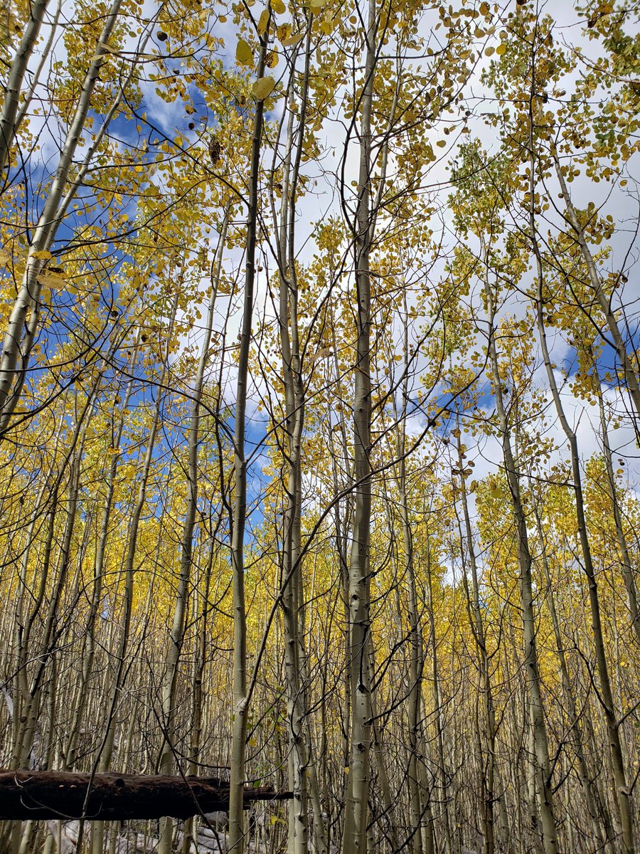 funsunnyhere's tweet photo. Immersed in aspens! #hiking #forest #mtgraham #optoutside #naturephotography #landscapephotography #aspens #fall https://t.co/eomIEaTr0P