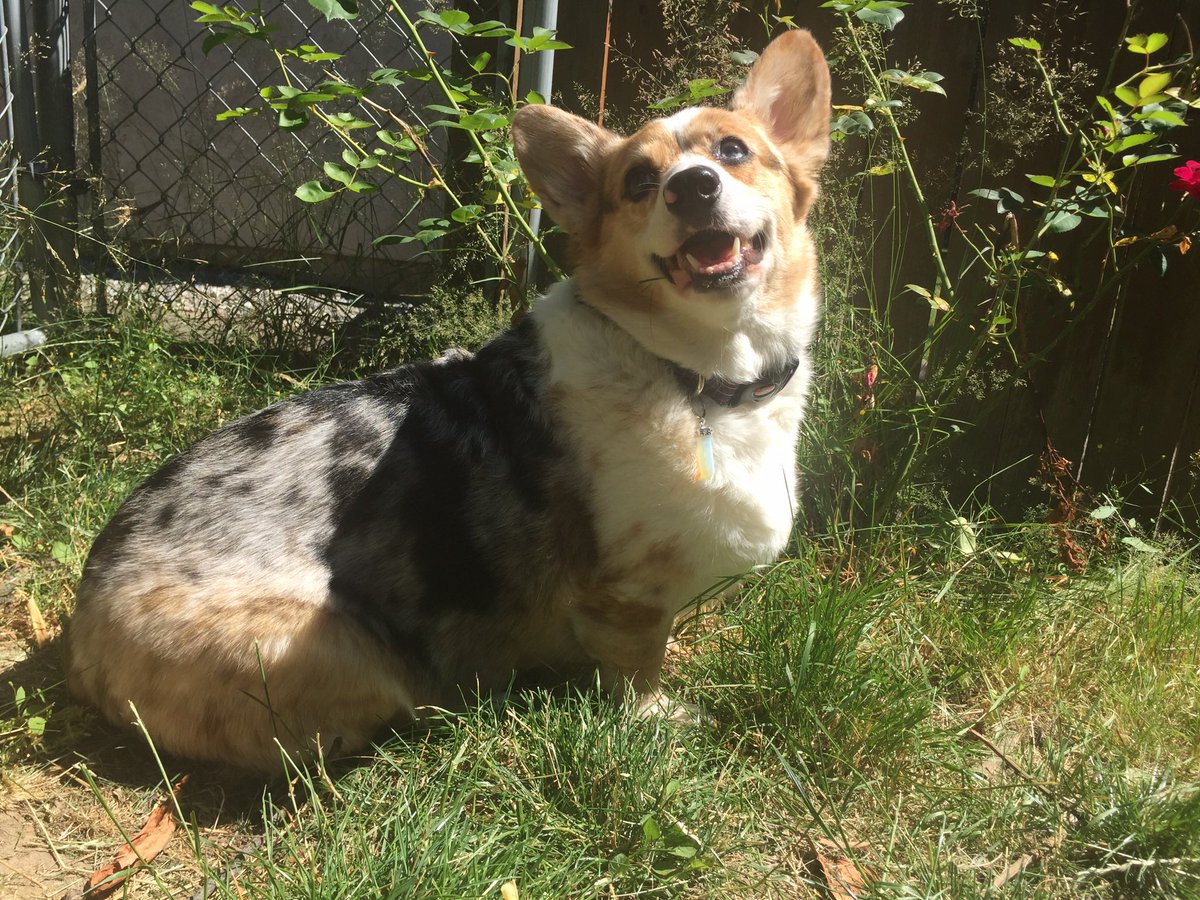 ilovecorgis's tweet photo. Mind you my dog just passed away and I just wanted to make some art friends because I was morning Jupiter…I DID NOT want to be involved with Fens personal drama and conflict since I was very depressed about my baby #RipJupiter https://t.co/f8ROlHKq9A