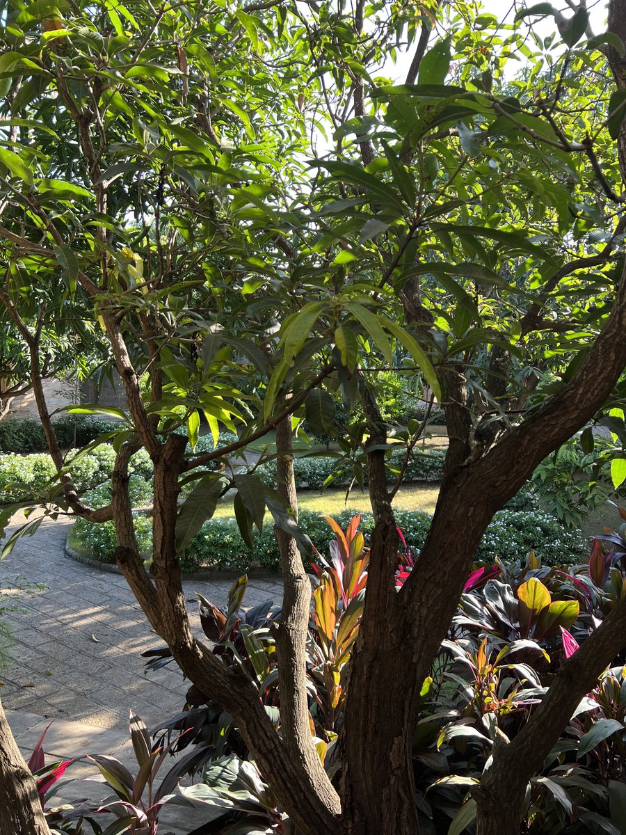 KapilChopra72's tweet photo. View from the room in Gir. Wake up to the sounds of hundreds of birds chirping ⁦@PostcardHotel⁩ https://t.co/VgtILkoQVp