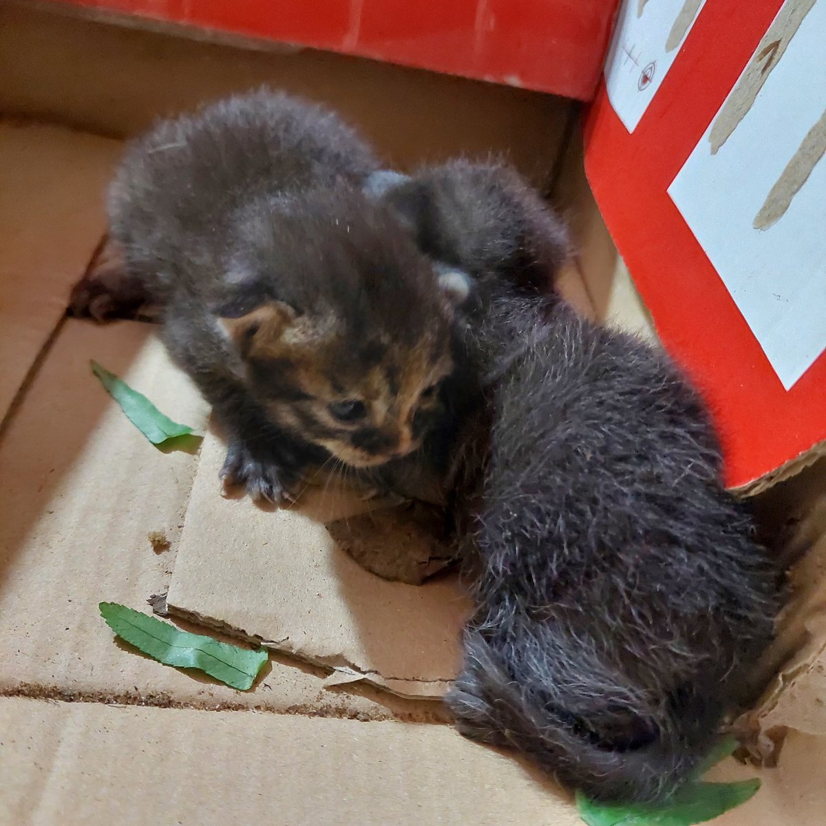 Chachi's Haven tweet media