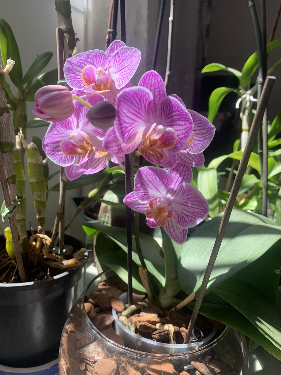 LauraSanches's tweet photo. Dentro de casa. Paixão por flores 🌷 https://t.co/UnrpwxPORI