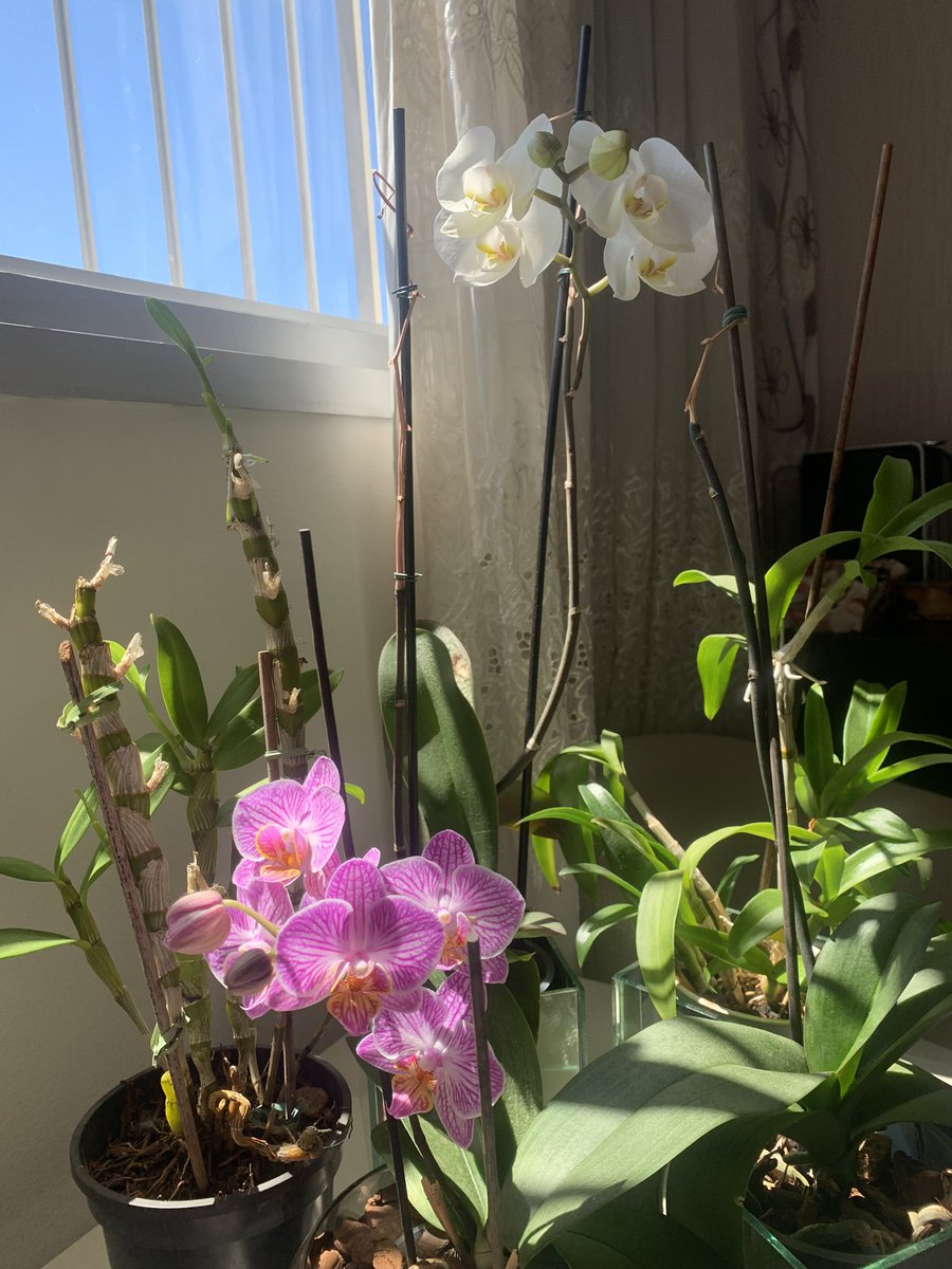 LauraSanches's tweet photo. Dentro de casa. Paixão por flores 🌷 https://t.co/UnrpwxPORI