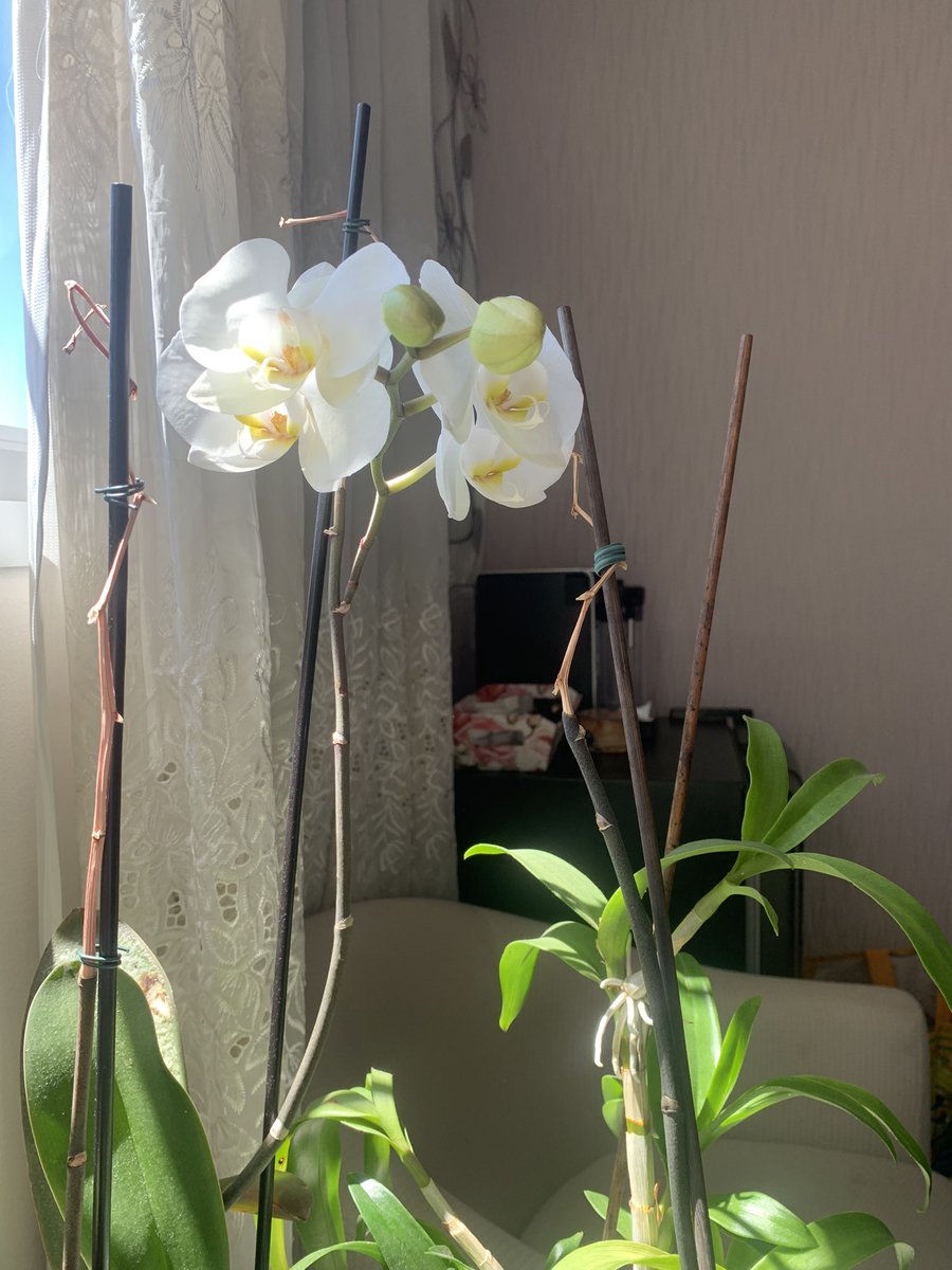 LauraSanches's tweet photo. Dentro de casa. Paixão por flores 🌷 https://t.co/UnrpwxPORI