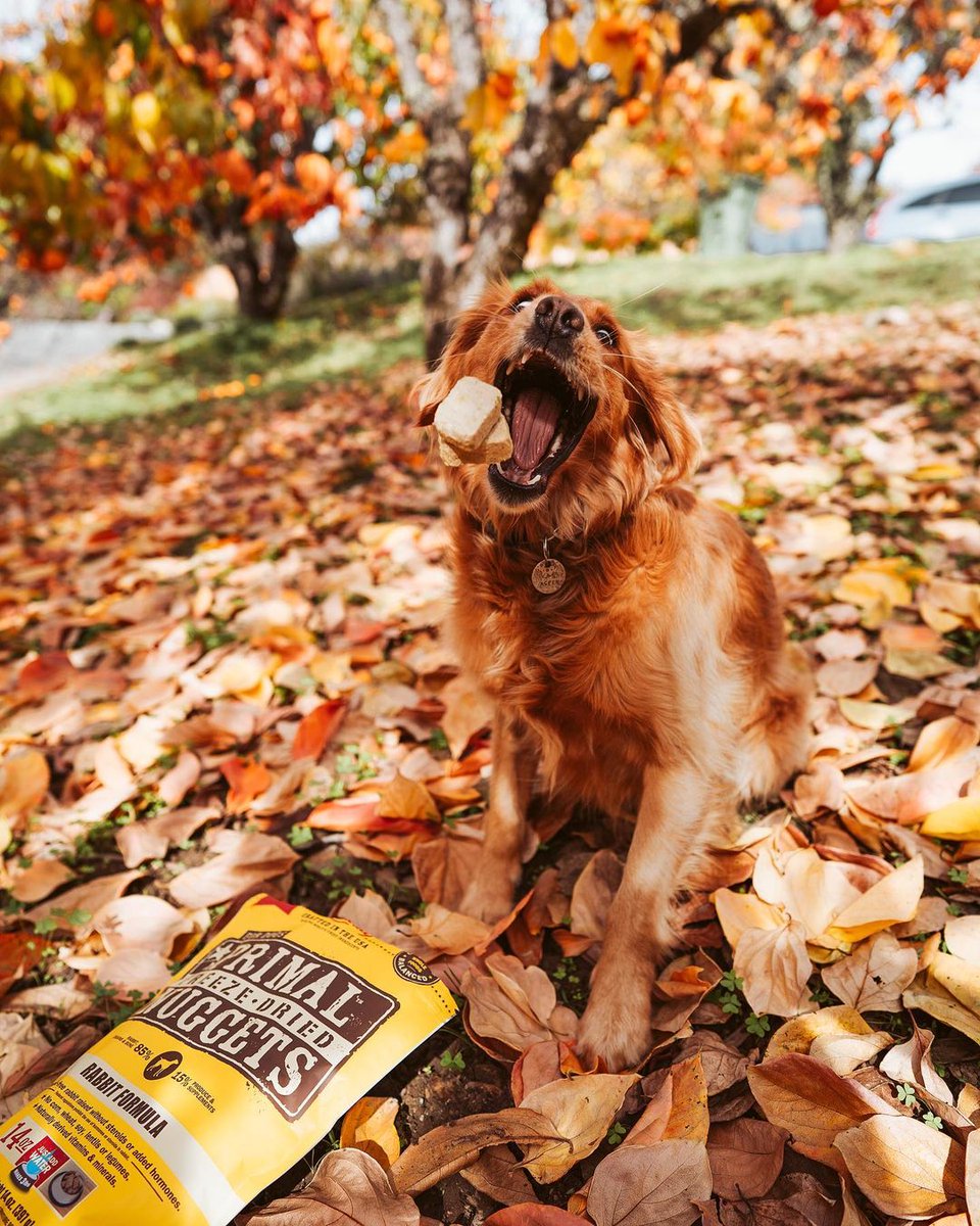 Unique proteins diversify your pet's food! 🍖 Exotic proteins like Duck, Venison, and Rabbit can be great for pets with sensitivities, picky pets, or any pet who enjoys variety at mealtime. 📸: goldengalaspen

#rotationalfeeding #mixitup #goldenretriever