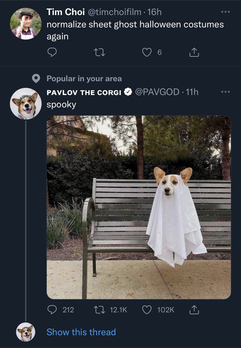 Lucy The Cat tweet media