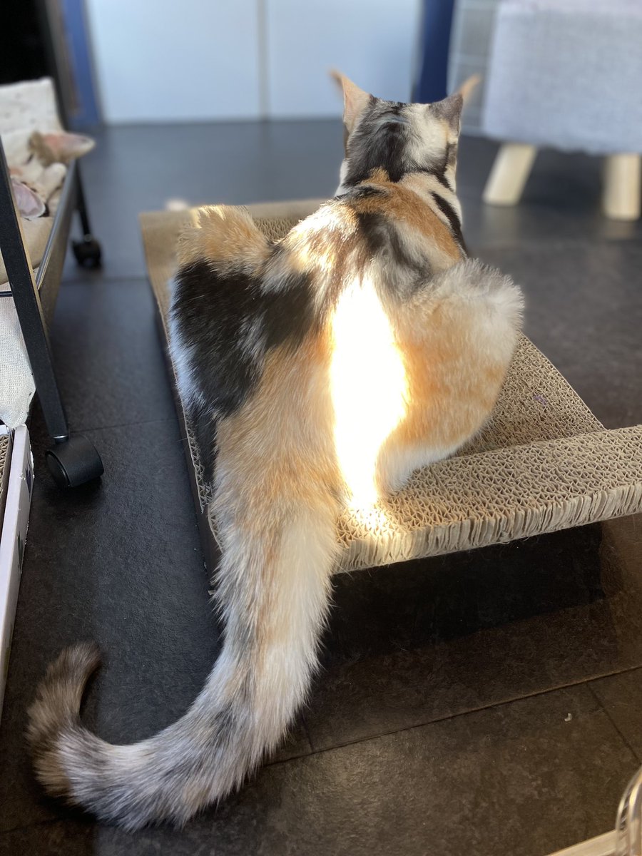 光の猫さんをおんぶしてる三毛猫さん。
#猫カフェ
#八戸
#保護猫カフェ
#C-ways