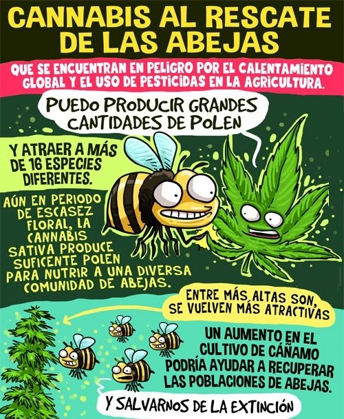 Citlallixochitl's tweet photo. #Abejas #bee #cannabis #cannabissativa #polen #flotes https://t.co/o83y9HKk74