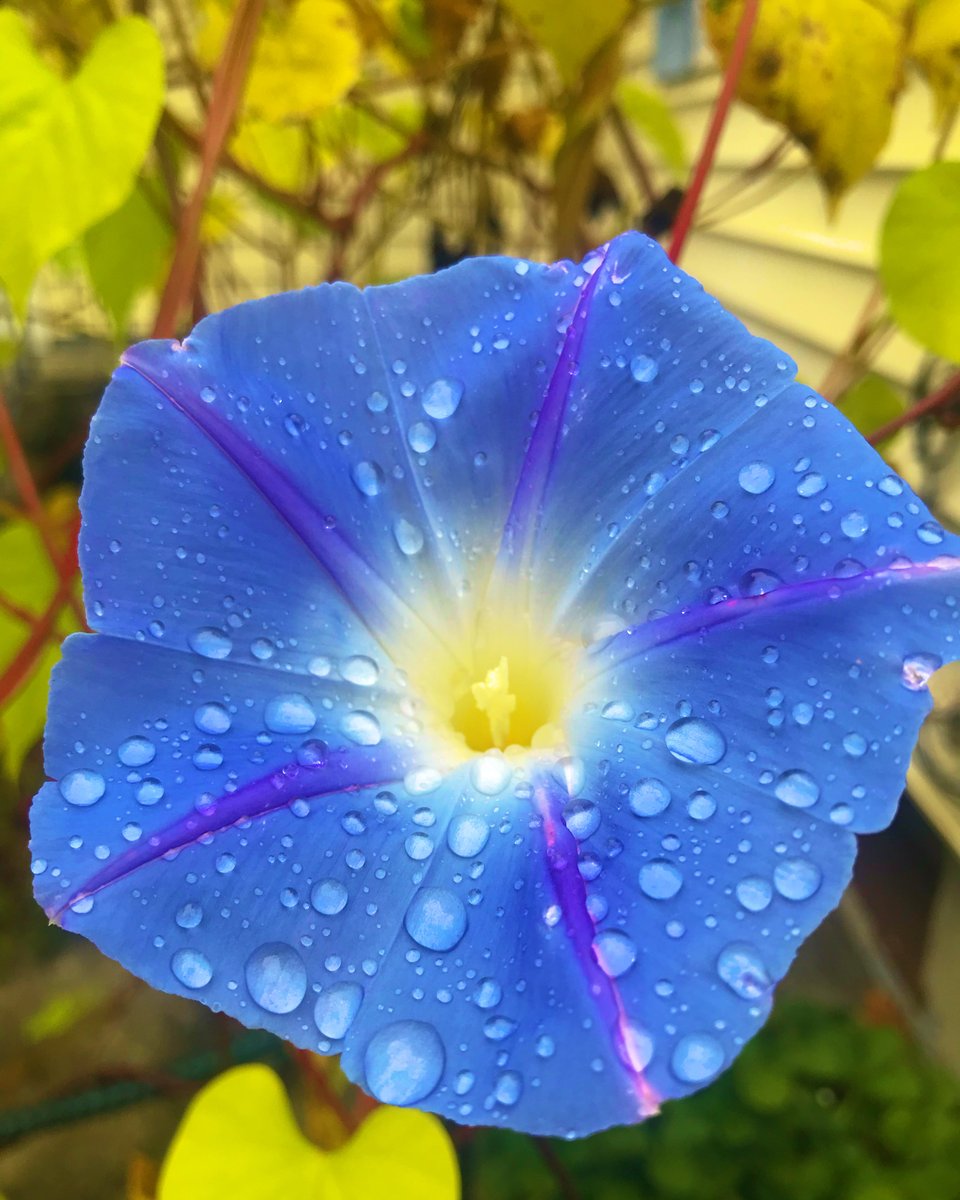 Maybe the last Morning Glory blossom now that the cold is starting. Still glorious.