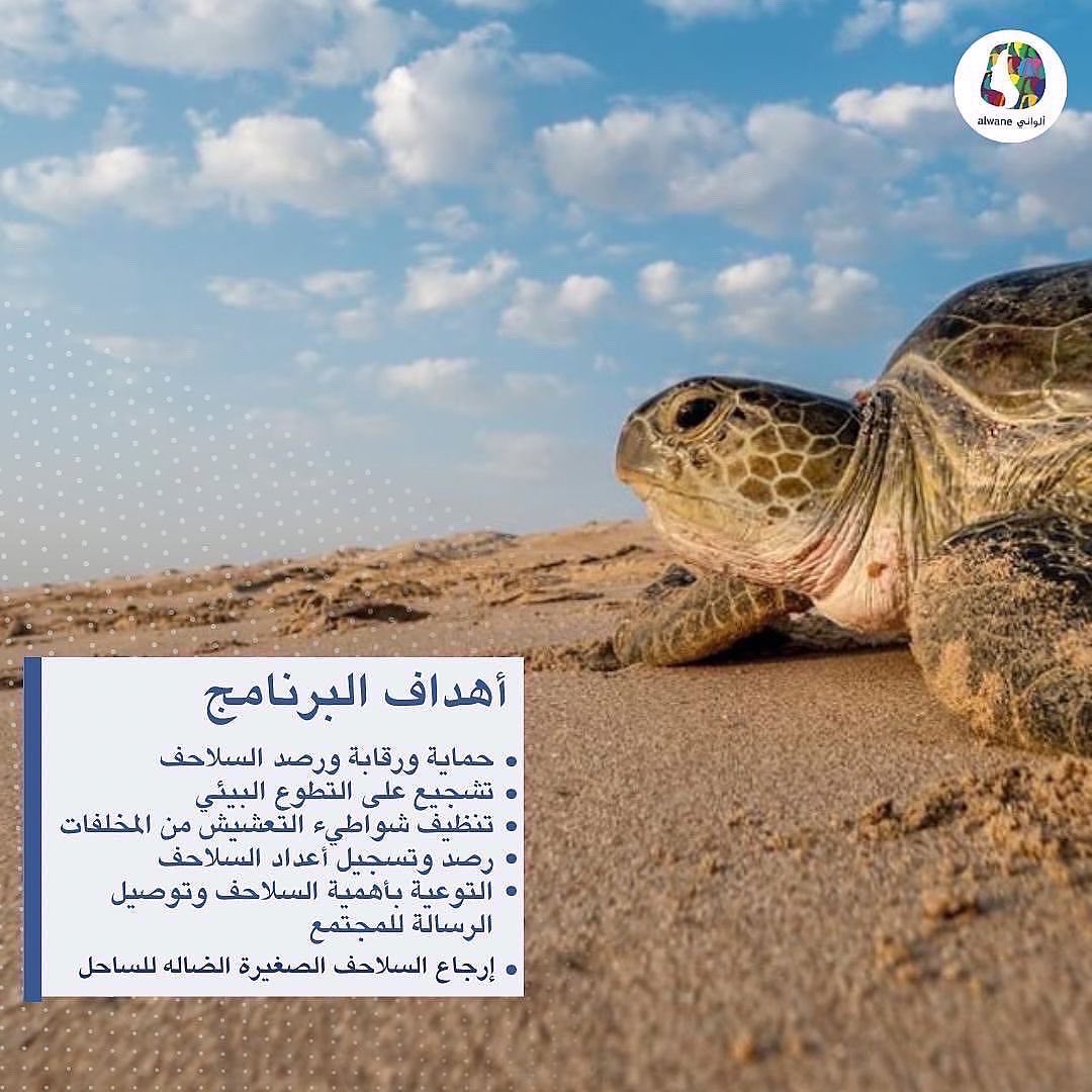 Alwanebh's tweet photo. اذا كنت من محبي الخوض في مغامرة..
سجل في تجربة فريدة من نوعها...
لا تفوت الاستمتاع بالأجواء الرائعة والضيافة العمانية... 🇴🇲
٢٢ - ٢٩ أكتوبر ٢٠٢٢
هاتف:
33575311
 @turtle_commandos_om @eaoman 
@ea_oman @Alwanebh 
#تارتل_كوماندوز #Bahrain #oman 
للتسجيل:
https://t.co/y2L9re2nXZ https://t.co/V7tRfKSYRl