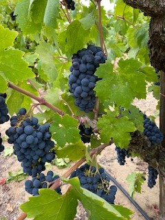 Old Vine Zinfandel 2022 - Del Barba Vineyard... Thanks for another great harvest almost done...still one pick to go. #AugustBriggs #OldVineZinfandel #Harvest2022 #Wine
