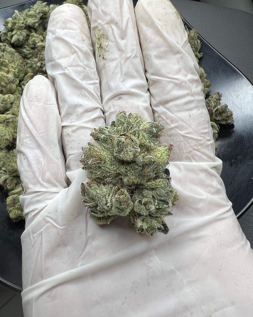whowantsomeweed's tweet photo. End Games RBX The Punch Line‼️✨480/g✨พัทยานัดรับ,ส่งแกร็ปได้🛵#กัญชาพัทยา #กัญชาชลบุรี #พันลำ #Joint #weedinpattaya #pattayacity #กัญชาบางแสน #คุ้กกี้กัญชา #บราวนี่กัญชา #พัทยา #กัญชา #pattaya #pattayawalkingstreet #pattayanightlife #cannabiscookie #weedcookie #แหลมฉบัง #บ่อวิน https://t.co/9rGWGw8ByB