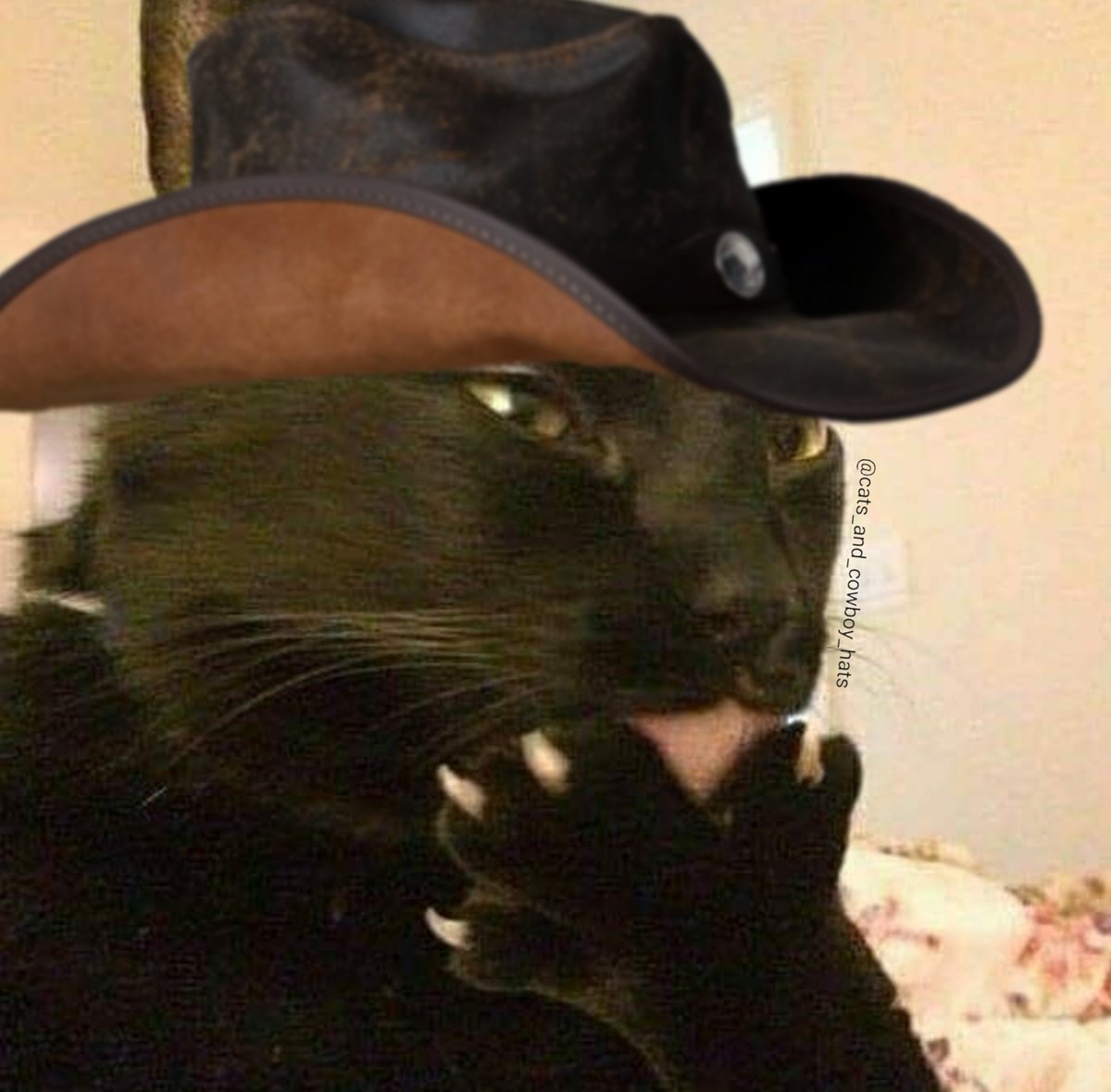 Cats And Cowboy Hats tweet media