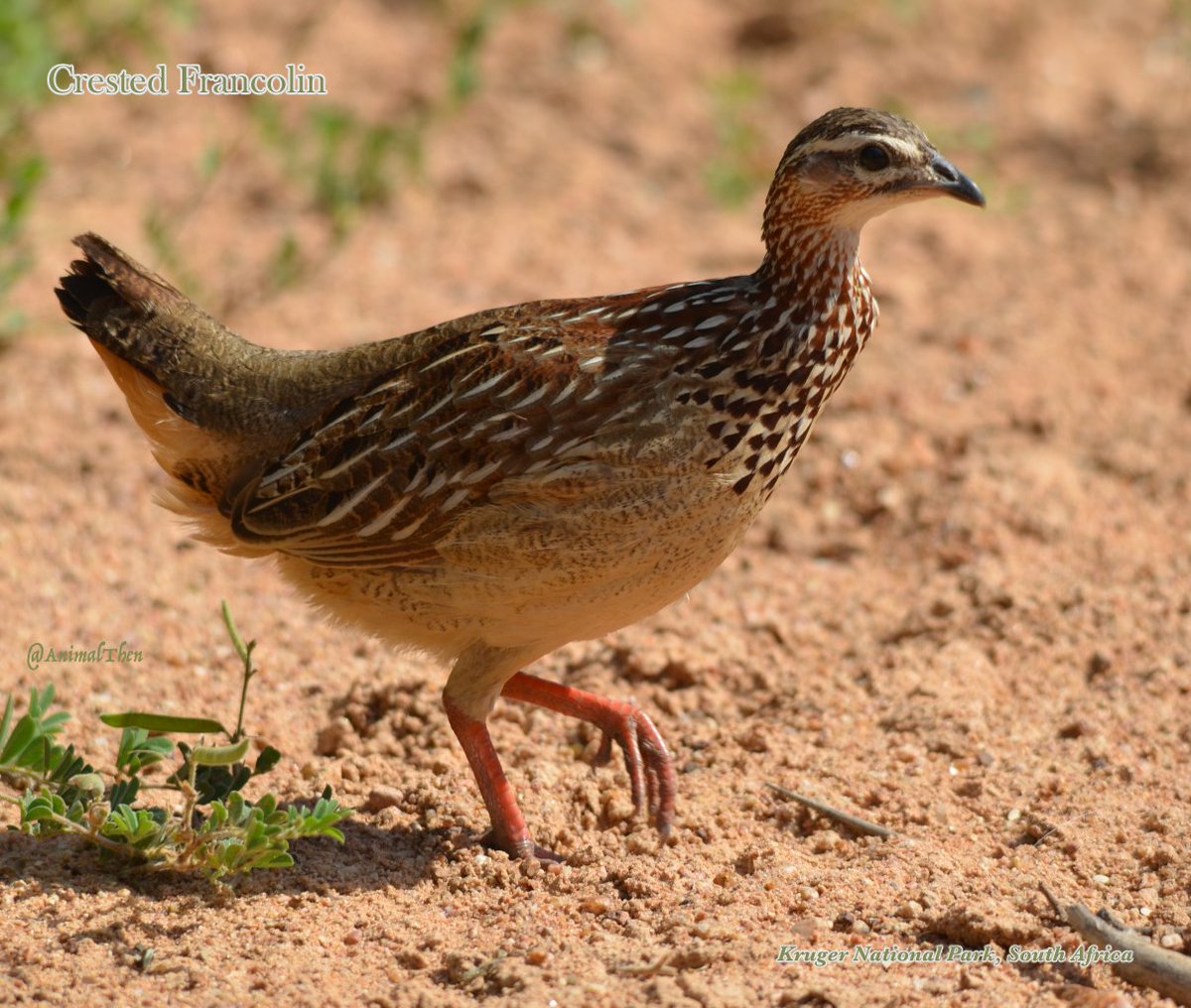 Crested Francolin walking, South Africa
.
.
.
#CrestedFrancolin
#Francolin
#Phasianidae
#Bospatrys
#OrtygornisSephaena
#savannah
#BrownBird
#SouthAfricaWildlife
#AfricanWildlife

#Nature #AnimalCreatives #WildlifePage #BirdShots #NatureView #WildAnimals #EnglishIsFun #BirdPics