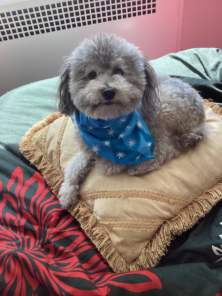 indya73's tweet photo. Francois says hi ⁦@BrittanyBabc7⁩ ⁦@mikemarzaABC7⁩ ⁦@ABC7NY⁩ ⁦@ToniYates7⁩ https://t.co/Joqralq83G