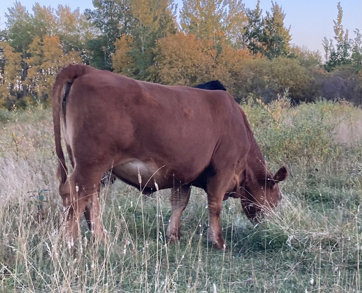 deadeye_21's tweet photo. *Attn Cowboys & Cowgirls*
Beauty set of bred hfrs available later this fall
SimmXAngus bred RA. Bulls out June 1 for 60 days. Opens shipped and averaged 1075#. Full herd health. Feed available as well.
Sale details to follow
#BredRight #FedRight #Simmental #Angus #CdnBeef https://t.co/SR7I5Zon7D
