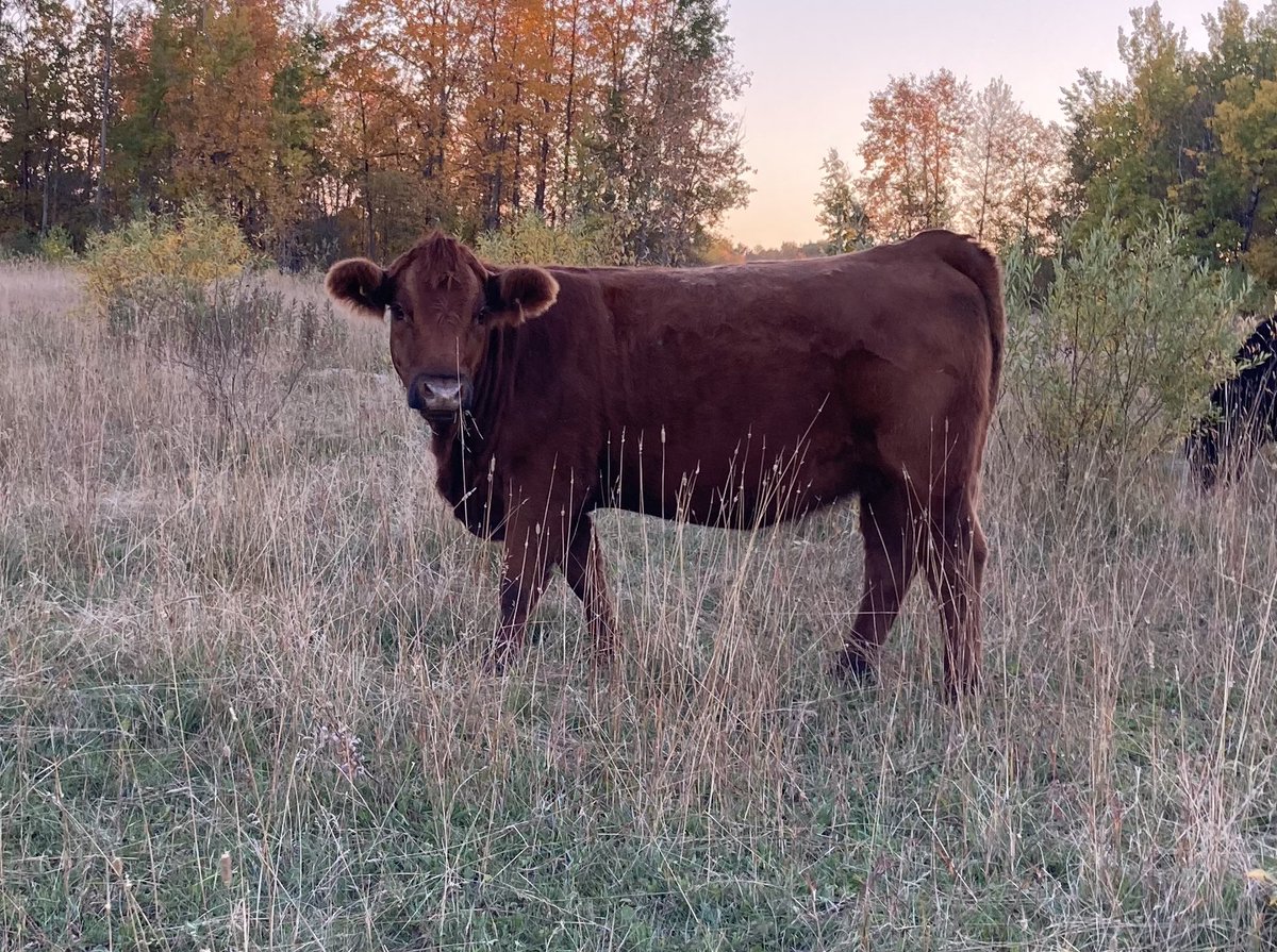 deadeye_21's tweet photo. *Attn Cowboys & Cowgirls*
Beauty set of bred hfrs available later this fall
SimmXAngus bred RA. Bulls out June 1 for 60 days. Opens shipped and averaged 1075#. Full herd health. Feed available as well.
Sale details to follow
#BredRight #FedRight #Simmental #Angus #CdnBeef https://t.co/SR7I5Zon7D