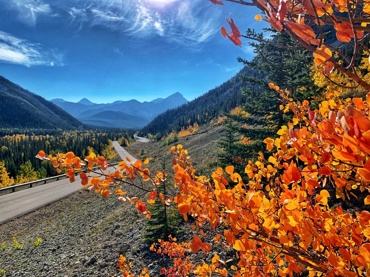 sa_hewitt's tweet photo. These fall colours…❤️❤️❤️ #albertafall #peakfall https://t.co/sU4mjfNKXZ