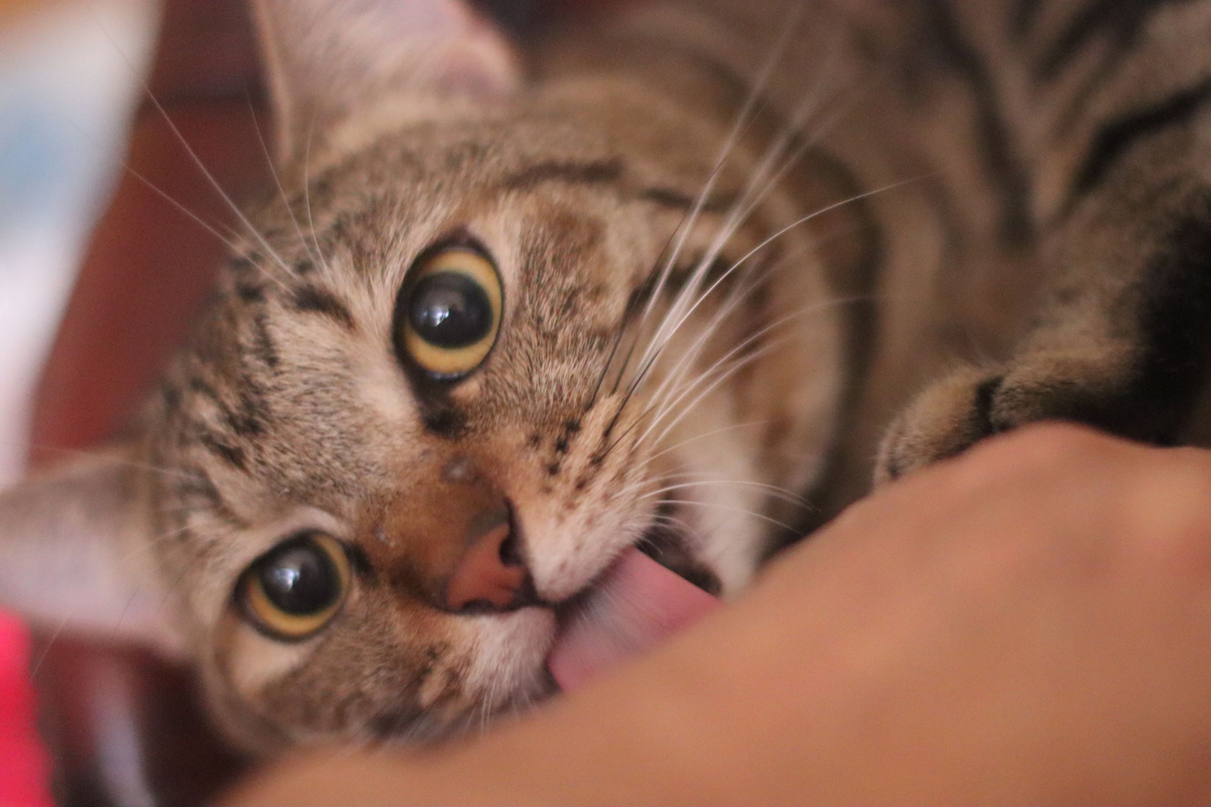 キジトラ猫 Twitter Search Twitter