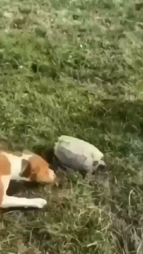 raheelmughal047's tweet image. #ourcheetahs #iamchampion #animals_pets_horse_almost_trampled_the_dog_and_turtle #viral_trending #shonarrr  l.likee.video/v/eCAQvT