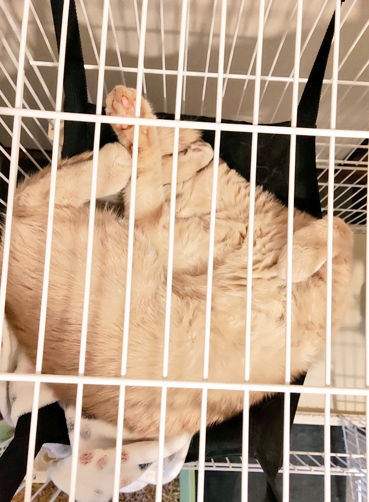 え?頭どこ?消えた? 