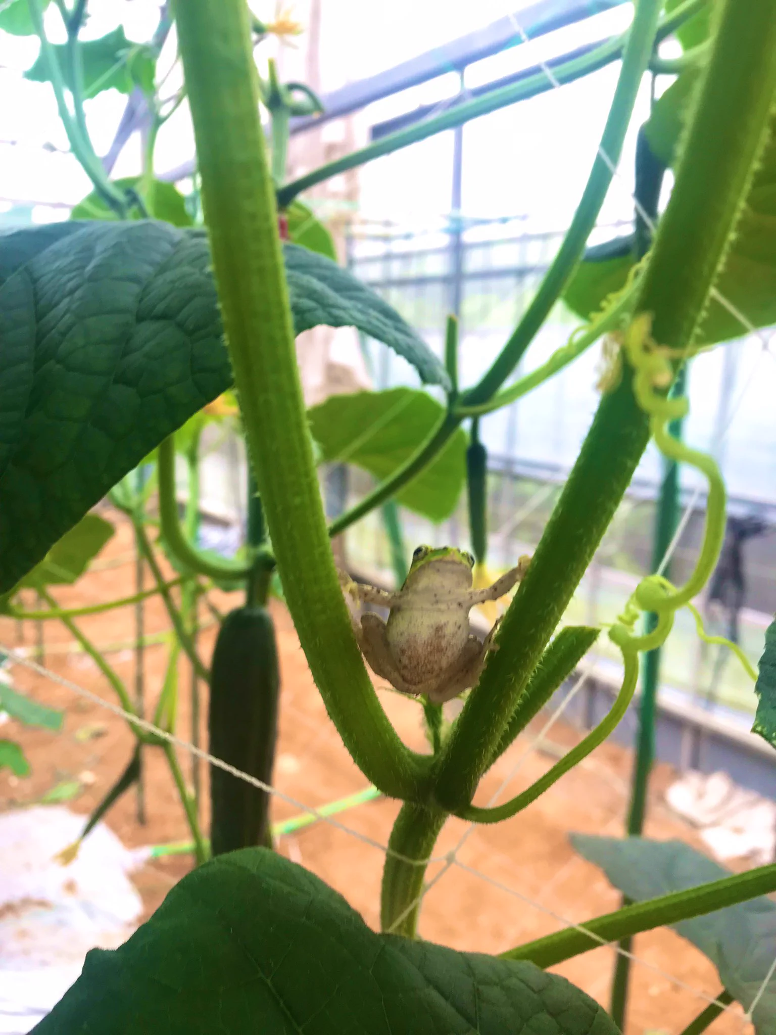 @akai_suisei_z りんごではないですがきゅうりの枝の隙間には必死で挟まるアマガエルもなかなか可愛かったです☺ 