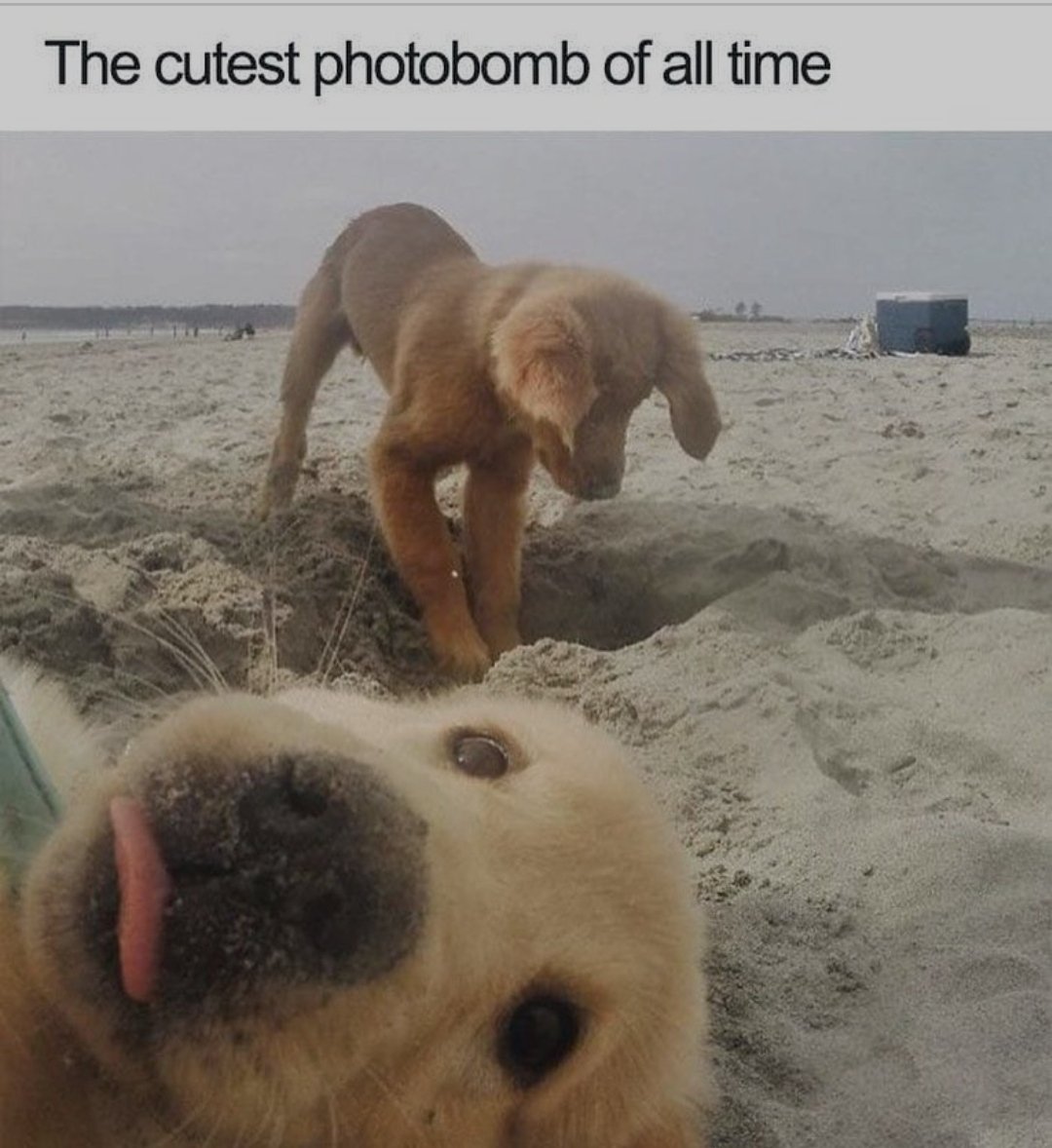 We wouldn't mind getting our photos photobombed this way! Cutest thing ever. Like, share and comment for more such content ❤️

.
.
#Teamsavethepaws #adoption #adoptdontshop #adopt #adoptionjourney #dog #adoptionislove #love #rescue #dogsofinstagram #family #fostercare