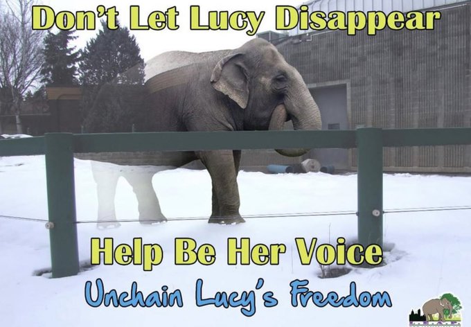 ChrisCsd1's tweet photo. @LEAPyeg I do hope the #Bridgeevent went well yesterday, Saturday. Just my thought, perhaps we could call Lucy's supporters-Lucy's Legion? As you know, it means many, or a great host. Strength in numbers, the more to spread global awareness of #FreeLucy #RetireLucy #compassion https://t.co/okiS4aiBtS
