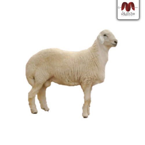 بندر البواردي 🏹 tweet media