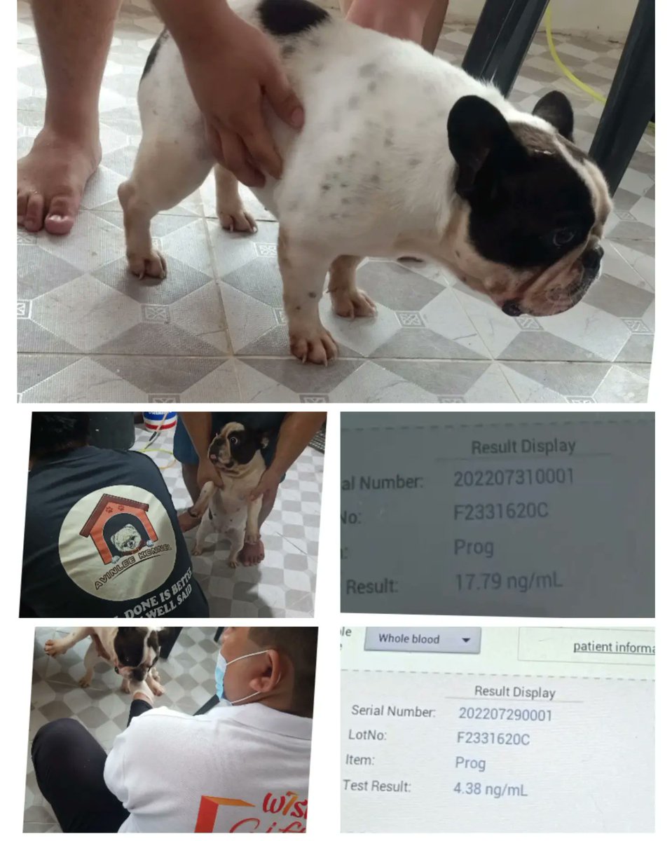 Another successful progesterone test result 💉👉👌
Congrats sir Vince Riquel Perez on your 4 puppies,
ALL are FEMALE 😱🥳Thank you for choosing our service 🙏❤️

#satisfiedclient #successfultest #welcomeallbreed #frenchbulldog #frenchbulldoglovers #frenchbulldogworld