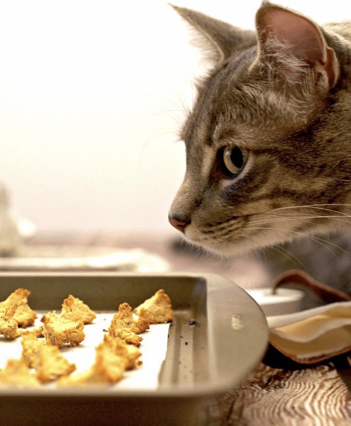 ؘ (@jjunnicat) on Twitter photo 