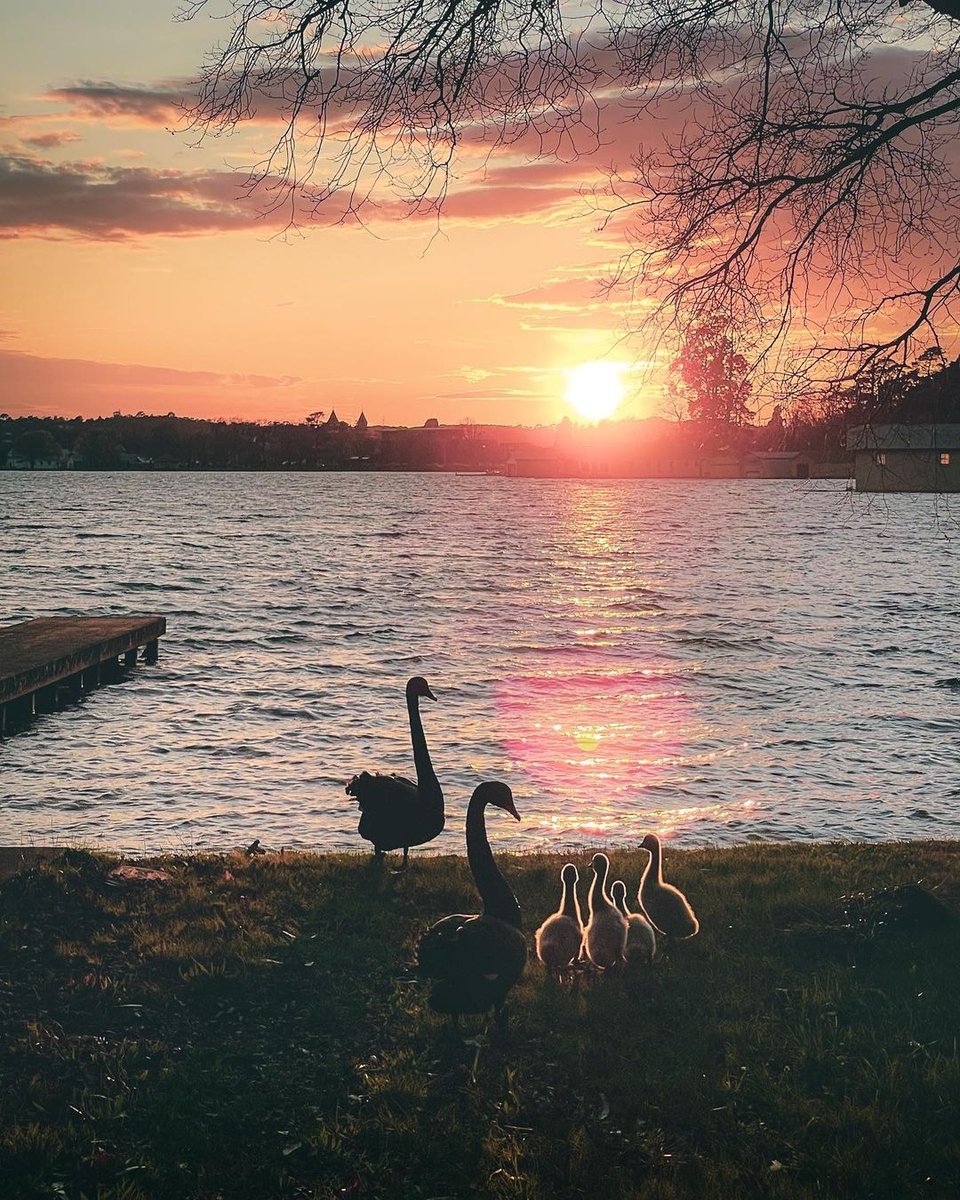 Melbourne, Australia on Twitter "Watching the sunrise with the kids 🦢