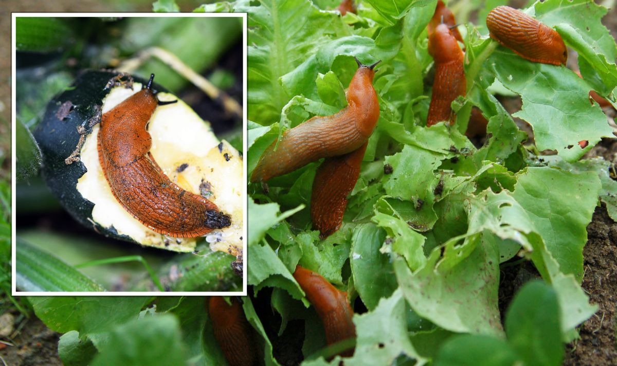 Five ‘effective home remedies’ to stop slugs ‘destroying’ your garden - ‘repels them’ express.co.uk/life-style/gar…