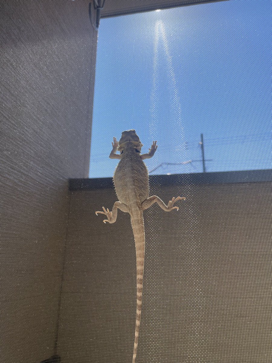 nari_pet's tweet photo. めっちゃ登るやん https://t.co/z31f9kd5Gj