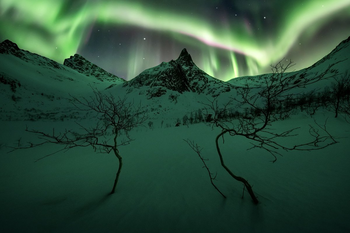 ryandyar's tweet image. Silhouettes of old twisted trees under Arctic peaks and the northern lights.
