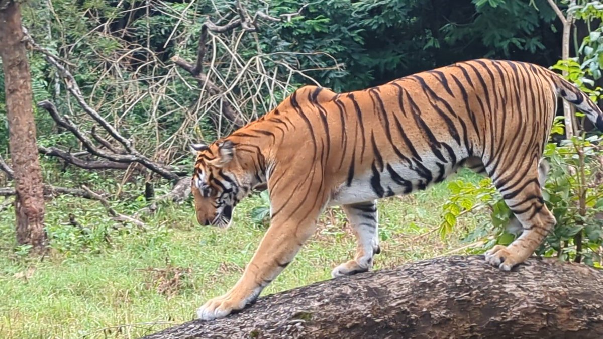 jawahar's tweet photo. First time spotting of any kind of wild cats in safari, was lucky enough to spot tiger and leopard in the same evening #nagerhole #evolveback #kabini https://t.co/yuu6XZElhF