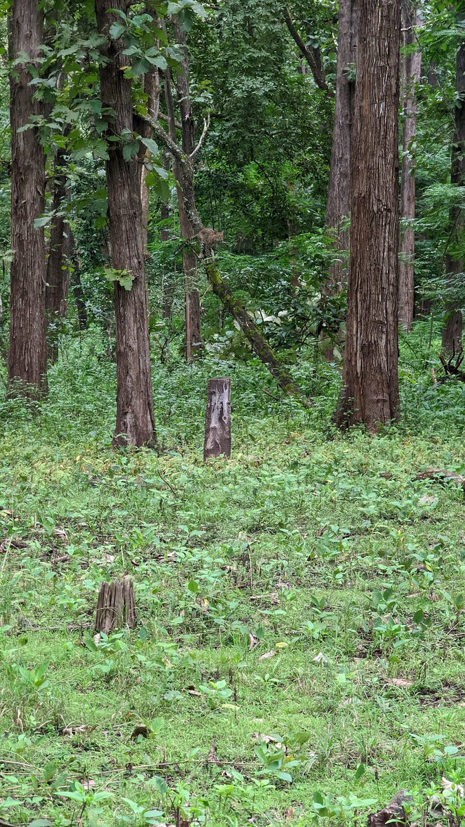 jawahar's tweet photo. First time spotting of any kind of wild cats in safari, was lucky enough to spot tiger and leopard in the same evening #nagerhole #evolveback #kabini https://t.co/yuu6XZElhF