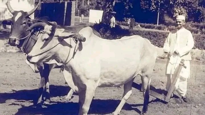 Rajujoshi_'s tweet photo. भुल मत जाना 2 अक्टूबर को चरित्रवान..निष्ठावान..देशभक्त..पूर्व प्रधानमंत्री श्री लाल बहादुर शास्त्री जी..की  जयन्ती है..
।।जय जवान जय किसान।। https://t.co/pT61ZaFziE