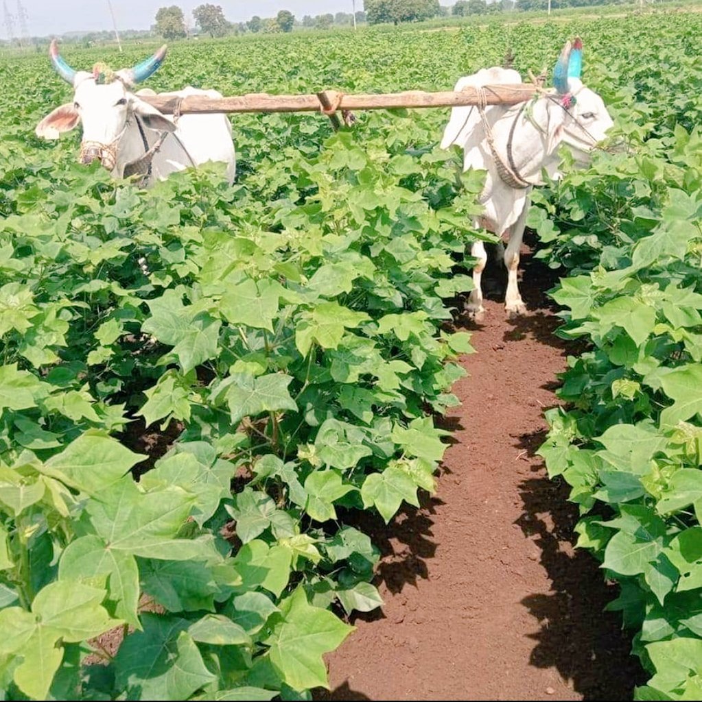 navneetsaini123's tweet photo. Cotton crop in India without use of tractors...the real sustainable cotton...no fuel no tractor..carbon neutral cotton.

#worldcottonday
#ICAC_Cotton
#cottonforgood
#sustainablecotton https://t.co/XEnPl6UP2X