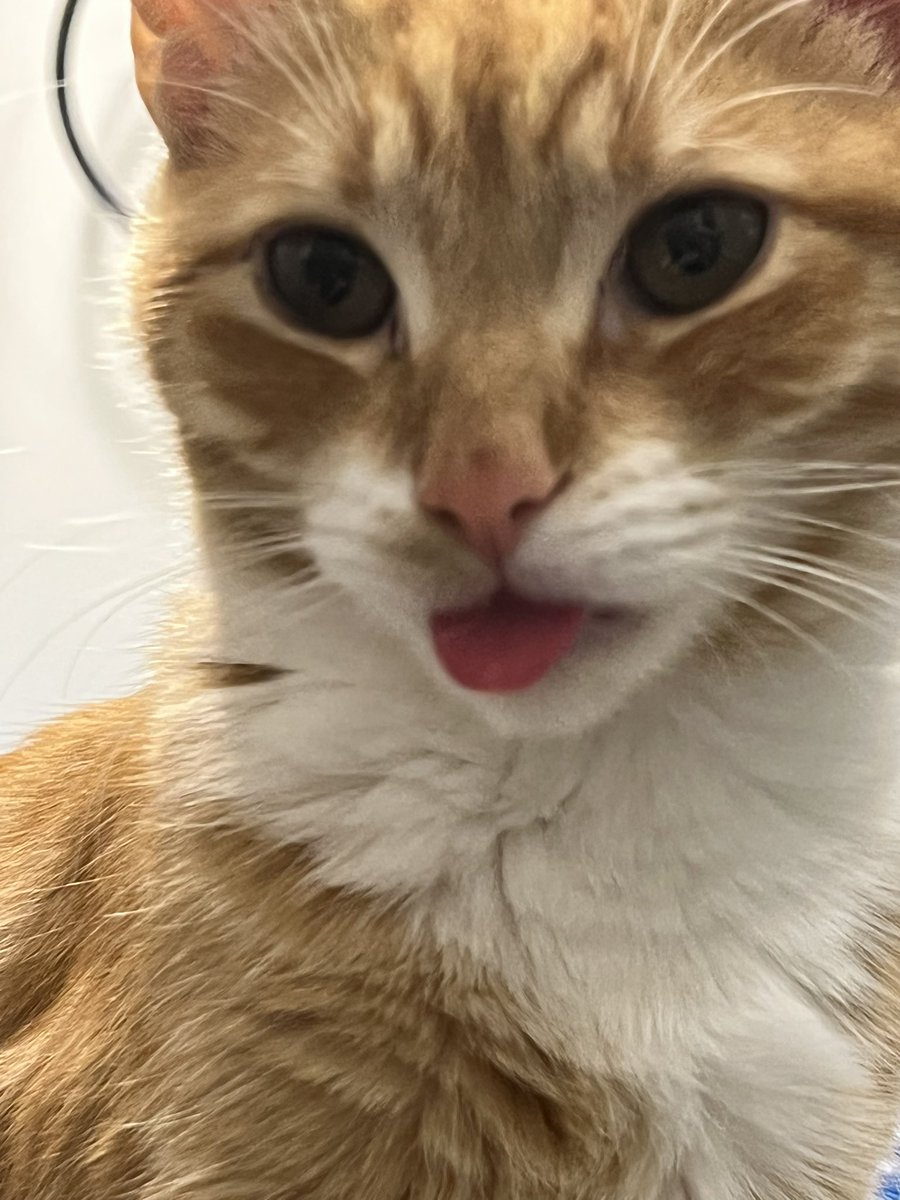 ForrestTheCat's tweet image. I rescued a 6 month old kitten they name him Kevin. He has a crushed pelvis and got hit by a car they think. Don’t just leave a kitten to die. He’s very mobile now. His name is Oliver Kevin. 6 months and a refreshing delight