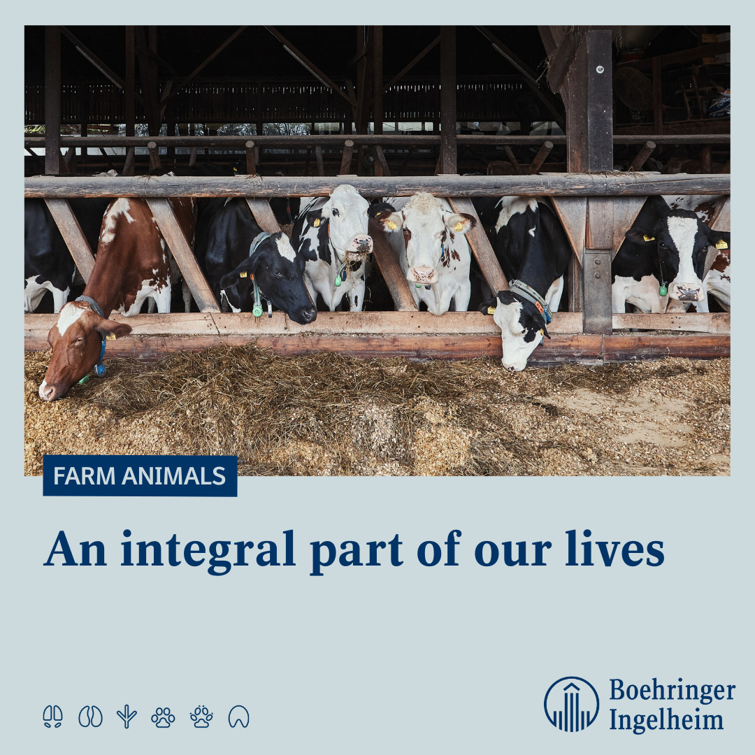 Boehringer_AH's tweet photo. Today is #WorldFarmAnimalDay 🐄🐖🐔 
Farm animals play a significant role in communities around the world. They feed many people and they’re also the livelihood for #livestock farmers and their families. It’s essential to keep them healthy. https://t.co/kw8pYoEd47
