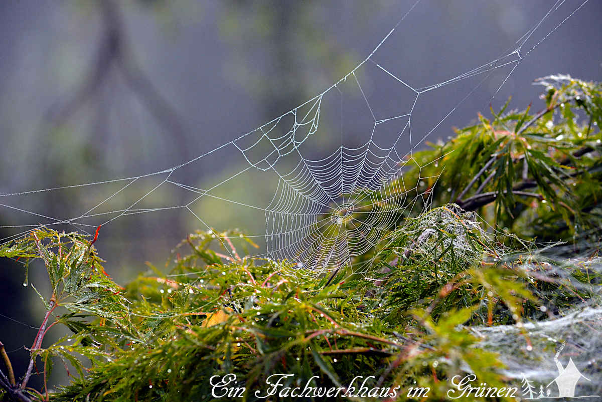 Der #Herbst zaubert wundervolle Bilder.
gartenwonne.com/2022/09/ist-da…